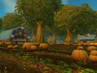 Brackwell Pumpkin Patch