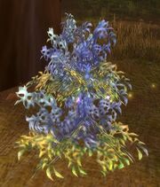 Silverleaf.jpg