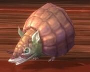 Armadillo Pup.jpg