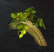 Liferoot.jpg