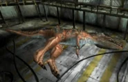El Giganotosaurus "Derrotado"