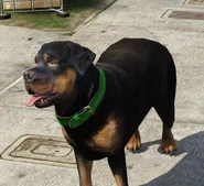 Chop Perro (V).jpg (48 kB) Chop en la calle.