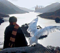 P1 Harry y Hedwig fuera de Hogwarts