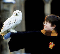 La tienda que no debe ser nombrada - Novedad!!! Precioso y original escudo  basado en la mascota del protagonista Harry Potter, con la lechuza Hedwig  con medida de 46 cm fabricado con