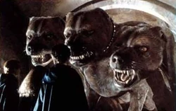instalaciones rebanada Autonomía Perro de tres cabezas | Harry Potter Wiki | Fandom