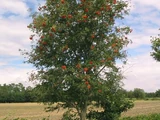 Serbal