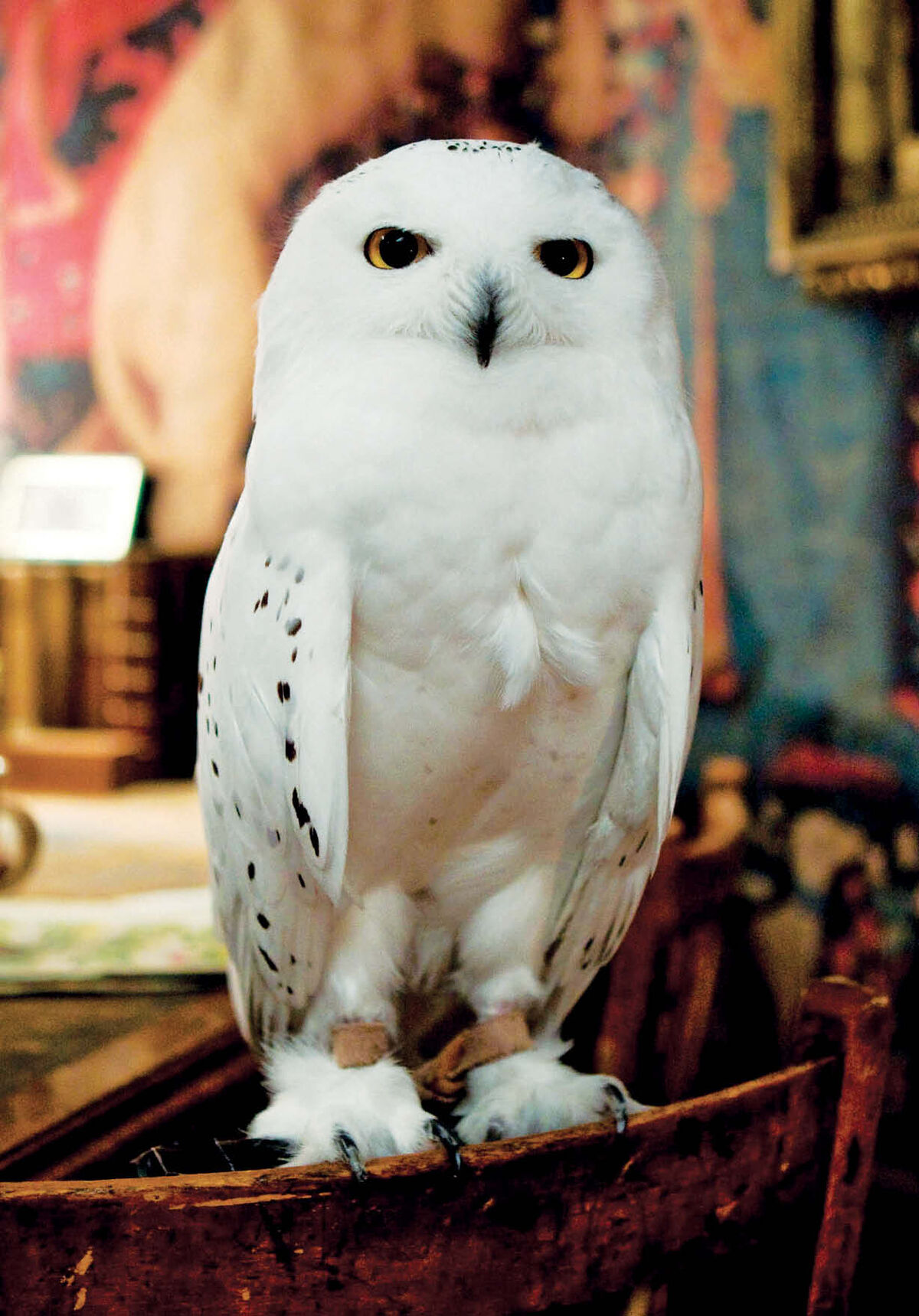 Tazón Lechuza Hedwig Harry Potter