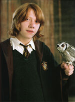 Ron y su mascota Pigwidgeon