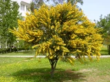 Acacia