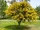 Acacia