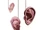 Extendable Ears (Conceptual Artwork for the HP5 movie).jpg