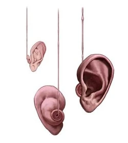 Extendable Ears (Conceptual Artwork for the HP5 movie)