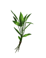 Knotgrass.png