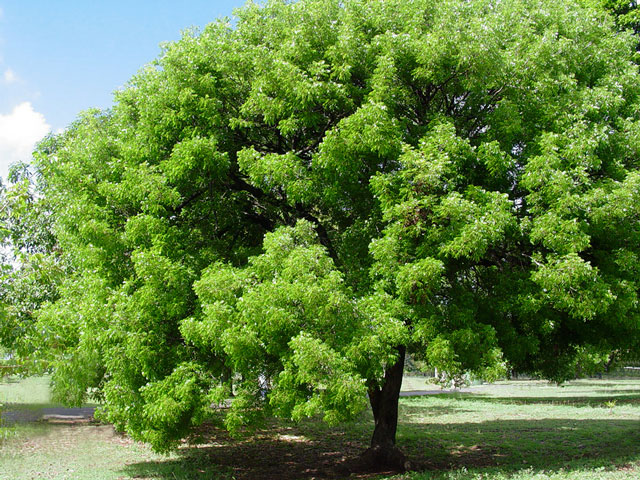 File:Árbol Nacional de Caoba.jpg - Wikimedia Commons