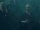 Voldemort crucio harry.gif