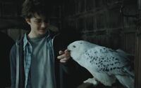 Hedwig era la lechuza nival mascota de Harry Potter