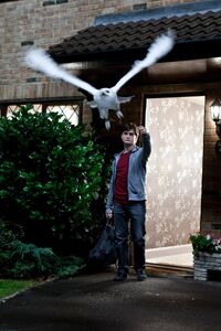 P7 Harry despidiéndose de Hedwig