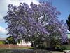 Palisando (Jacaranda)