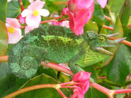 Sting Chameleon está inspirado en un camaleón.
