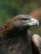 Storm Eagle está inspirado en un águila.