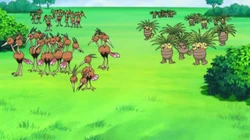 EP609 Manadas de Pokémon