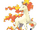 Rapidash