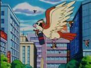 Pidgey del abuelo de Malachi.