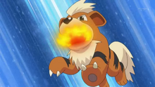 Growlithe de Delfino usando colmillo ígneo.