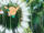 EP978 Rowlet usando placaje.png