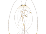 Pheromosa