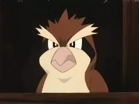 EP197 Pidgey