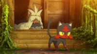 EP950 Litten cuidando de Stoutland