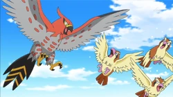 EP892 Talonflame y Pidgey