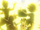 EP954 Pikachu usando rayo.png