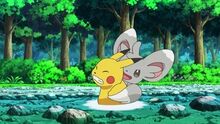 Minccino de Bianca/Bel usando cosquillas contra el Pikachu de Ash.