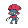 Weavile XY hembra