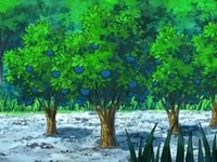 EP563 Árboles de bayas Aranja.png (84 kB) Árboles de bayas Aranja en el anime.