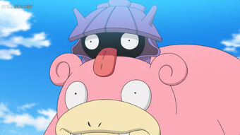 Shellder Wikidex Fandom