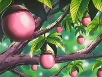 Varios bonguris rosas