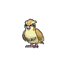 Pidgey