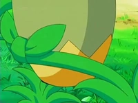 ...y cuando el Turtwig de Ash se acerca, sin darse cuenta tropieza con ella y se cae.