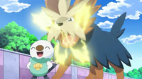 EP773 Oshawott decuidado