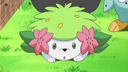 Shaymin forma cielo y forma tierra - Pokemon Shuffle 