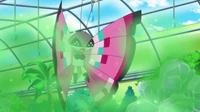 Vivillon de Viola/Violeta usando somnífero...