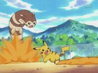 Furret de Salvador usando excavar contra el Pikachu de Ash.