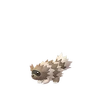 Zigzagoon