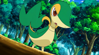 EP661 Snivy de Trip