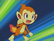 Chimchar cuando era de Paul/Polo.