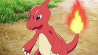 PO03 Charmeleon