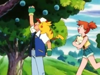 Un árbol de bonguri azul